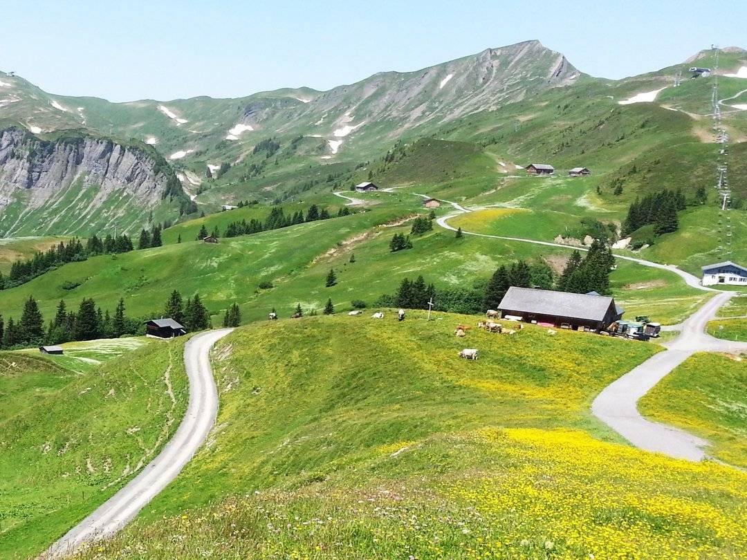 szenebild von einer alpenlandschaft im Bregenzerwald mit tieren haeusern und strassen