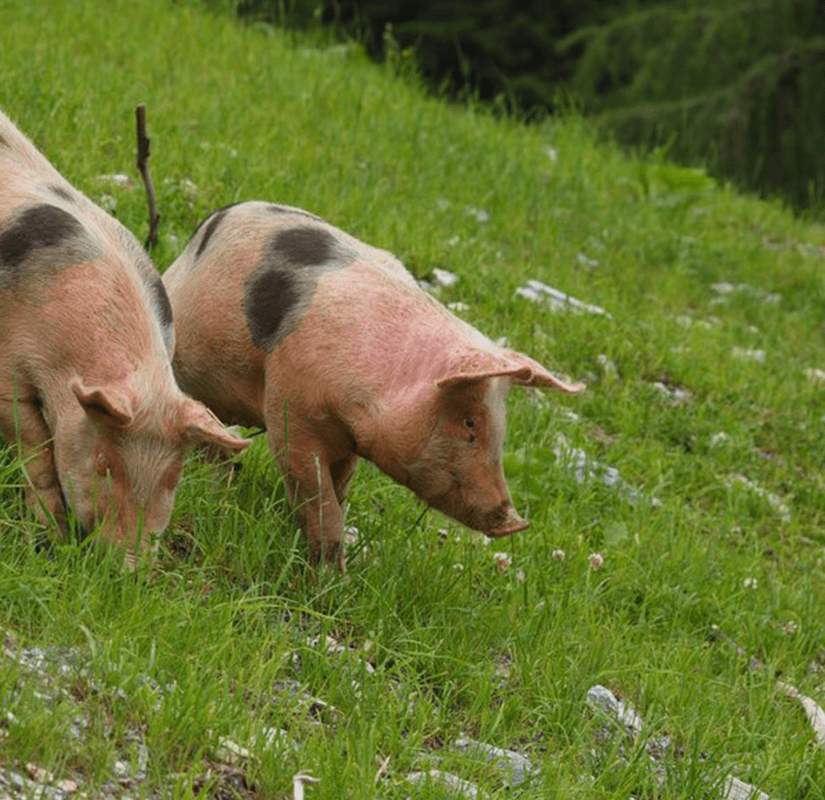2 schweine am fressen