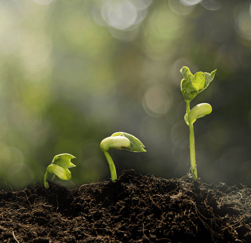 pflanzenwachstum | der beginn eines lebens