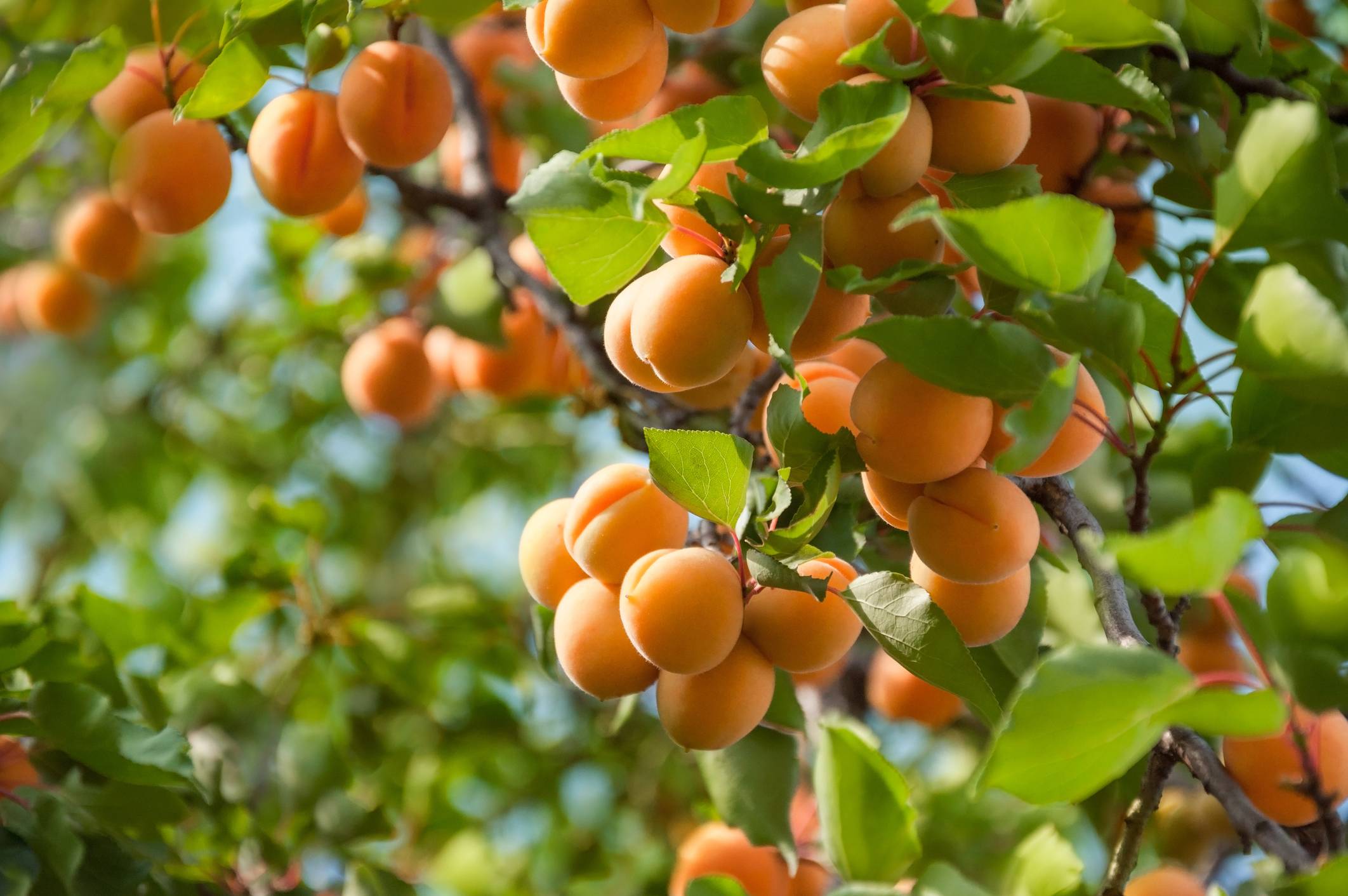 Marillenbäume mit vielen Früchten und grünen Blättern