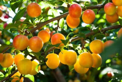 Mirabellen sehr reif – goldgelbe Pflaumen in einem Baum mit grünen Blättern